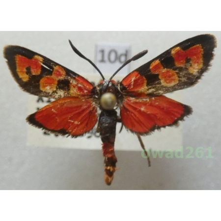 Zygaena kavrigini Grum-Grshimailo, 1887 Tadjikistan10d